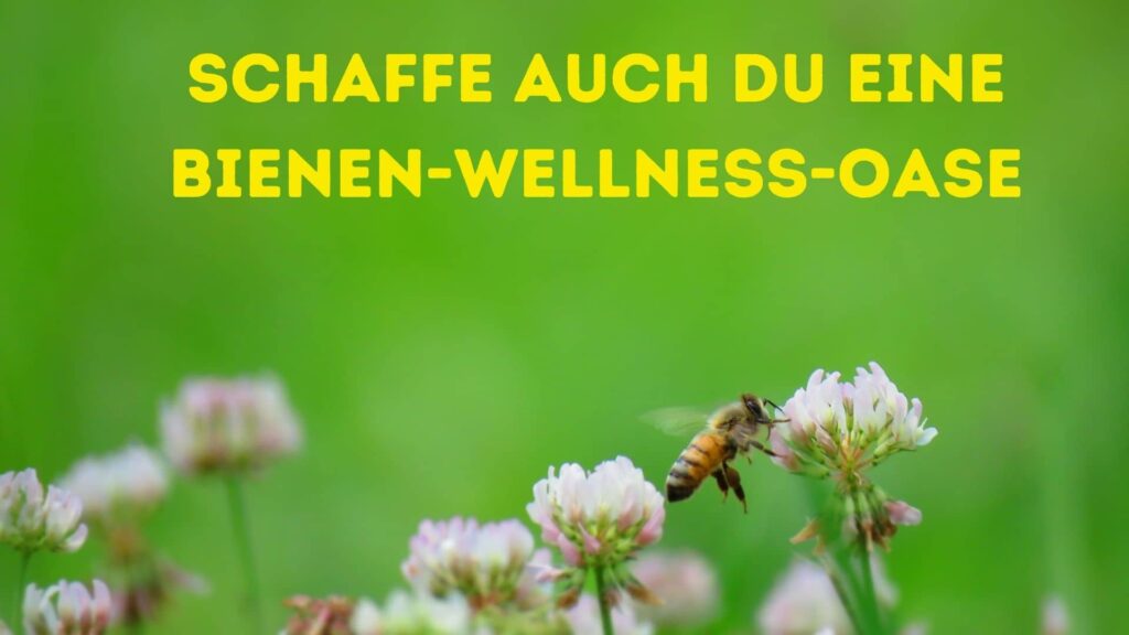 Bienen Wellness Oase